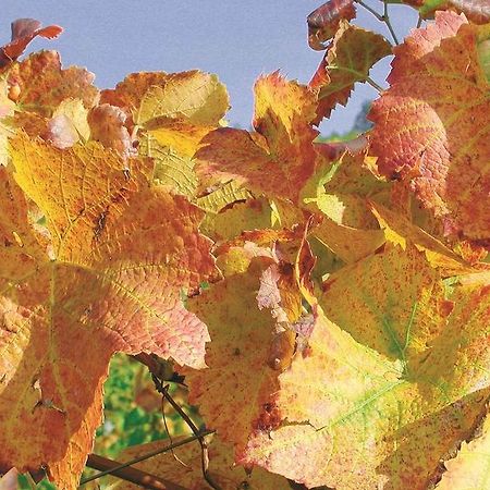 شقة Weingut Alfred Huber دورباخ المظهر الخارجي الصورة